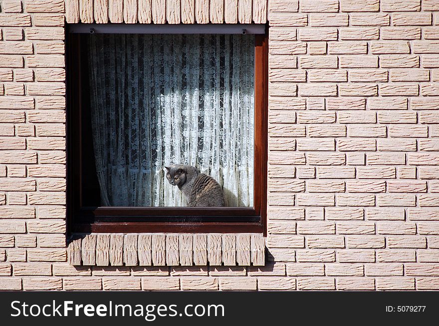 A cat in the windows