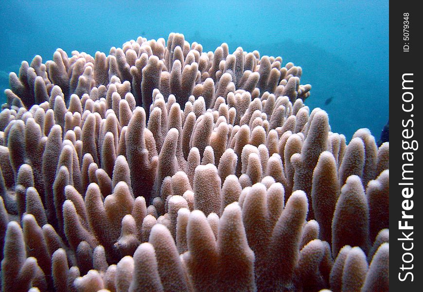 Fingers coral in the idian ocean. Fingers coral in the idian ocean