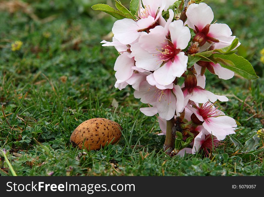 Almond flowers with nuts on green grass background