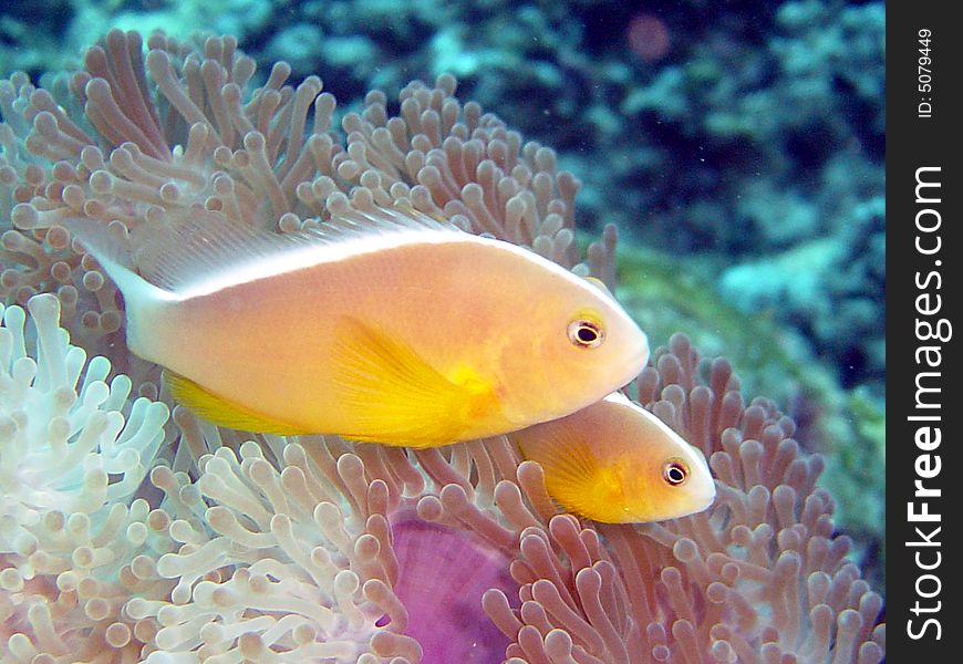 Shunk anemonefish andaman sea with heteractis. Shunk anemonefish andaman sea with heteractis