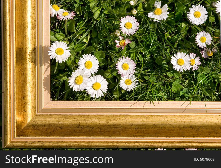 Daisies In Gold Frame