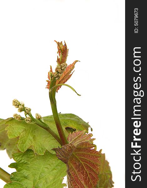 Top of vine sprig on white background