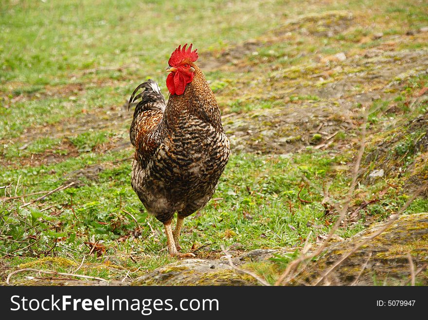 A colorful cock on green grass background