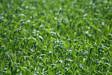 Free Cereal Royalty Free Stock Photos - 5084058