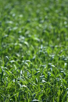 Free Cereal Stock Photos - 5084073