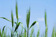 Wheat Field Stock Photos Wheat Field Stock Photos