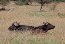 Two Cape Buffalo Stock Photo Two Cape Buffalo Stock Photo
