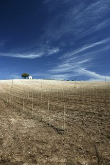 Hilltop Vineyard In Hot Summer Day With Deep Blue Royalty Free Stock Photography Hilltop Vineyard In Hot Summer Day With Deep Blue Royalty Free Stock Photography