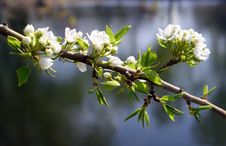 Blossom Apple-tree Branch Stock Photography