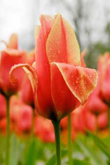Flower Garden Royalty Free Stock Photography Flower Garden Royalty Free Stock Photography