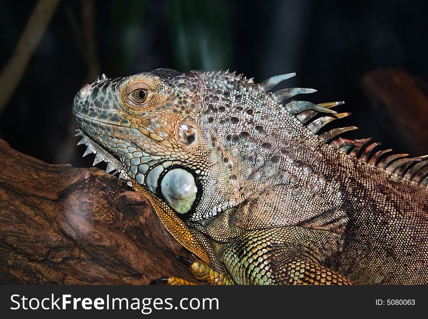 A big iguana resting on a branch in a zoo.