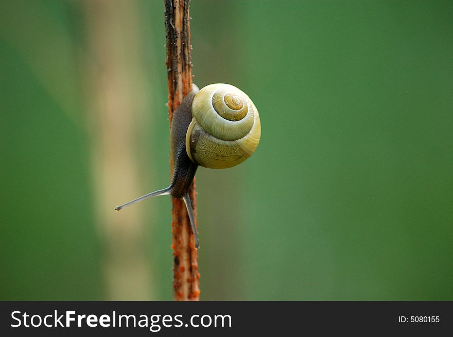 Snail with shell on a stem