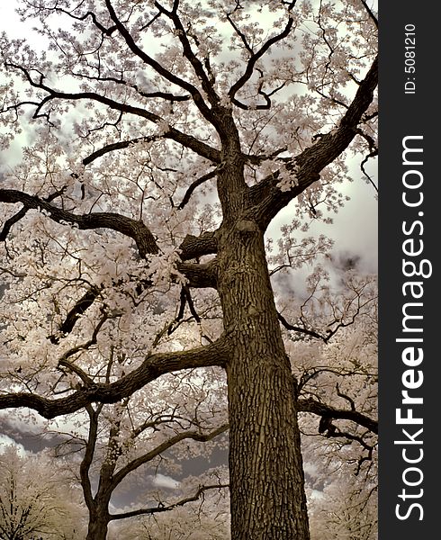 Looking up into a large tree in infrared with a cloudy sky. Looking up into a large tree in infrared with a cloudy sky.