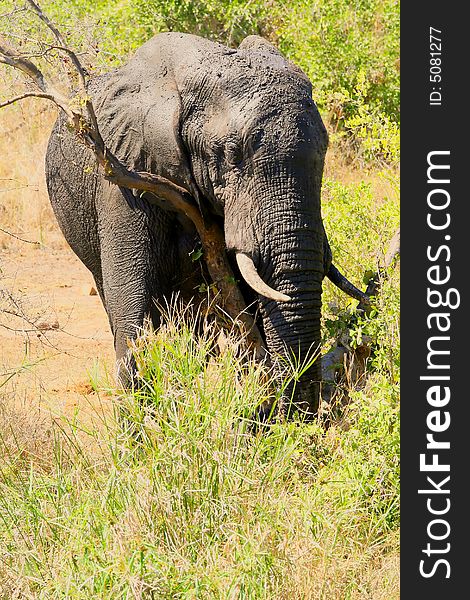 Elephant rubbing near lower sabie camp in the kruger national park south africa