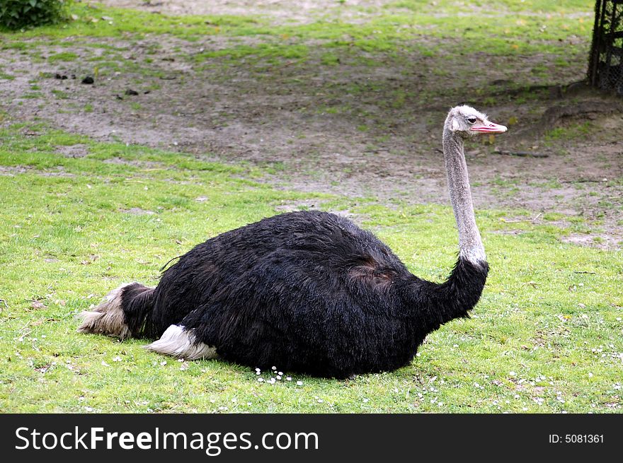 Big black ostrich lying on grass. Big black ostrich lying on grass