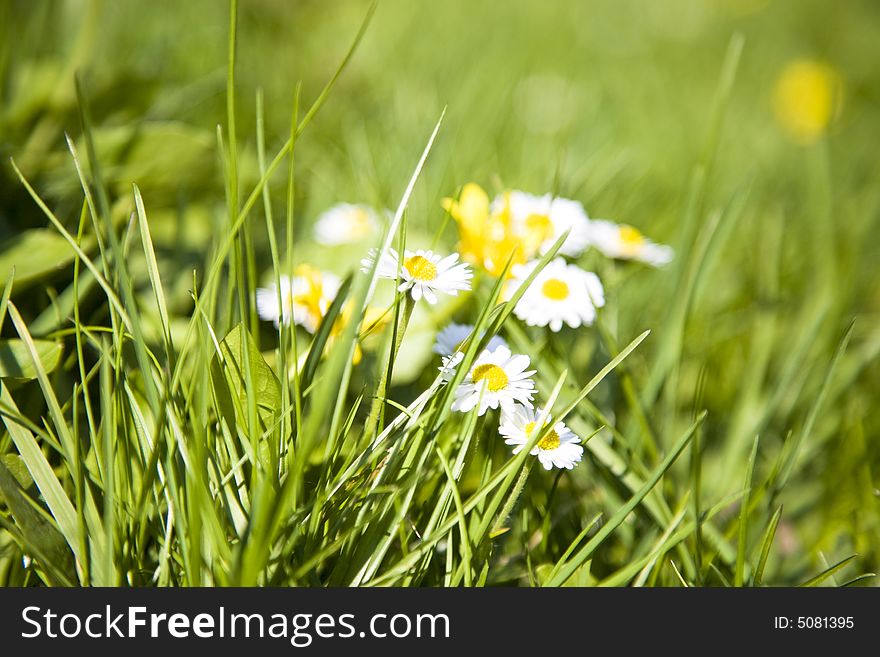Spring Flowers And Fresh Green Grass