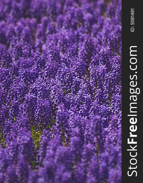 Hyacinth field in vertical arrangement, shot from above, in Spring