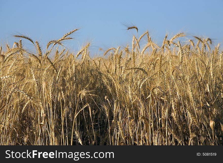 Golden wheat crops against blue sky