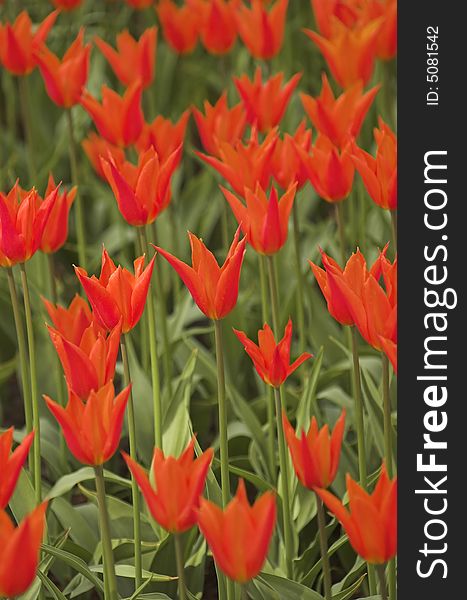 Field of tulips on exhibition in Keukenhof, Holland