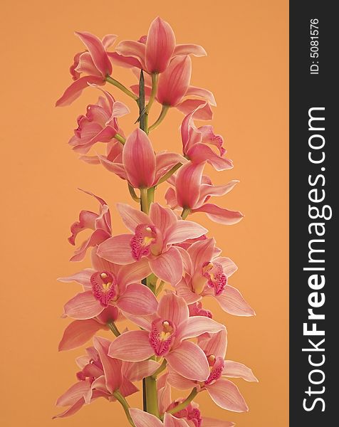 Pink Orchid