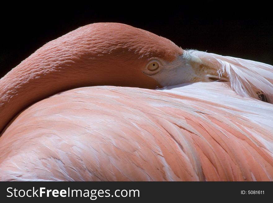 A pink flamingo puts its beak in its wings and rests in the mid day sun. A pink flamingo puts its beak in its wings and rests in the mid day sun