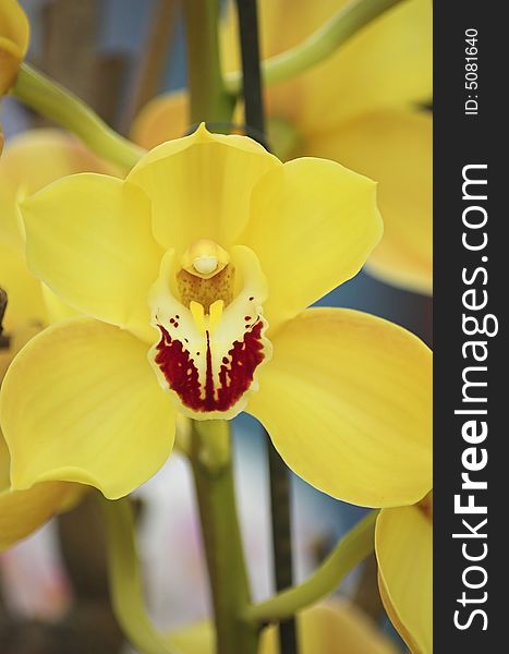 Yellow Orchid