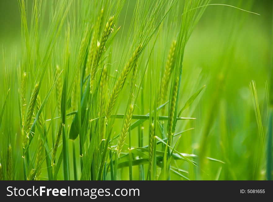 Wheat Spikes On Green Land