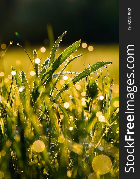 Green grass background with water droplets. Green grass background with water droplets