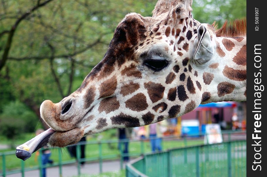 Eating giraffe in zoo in Eastern Europe