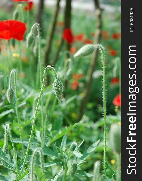 Sunlit isolated fresh poppy buds. Sunlit isolated fresh poppy buds