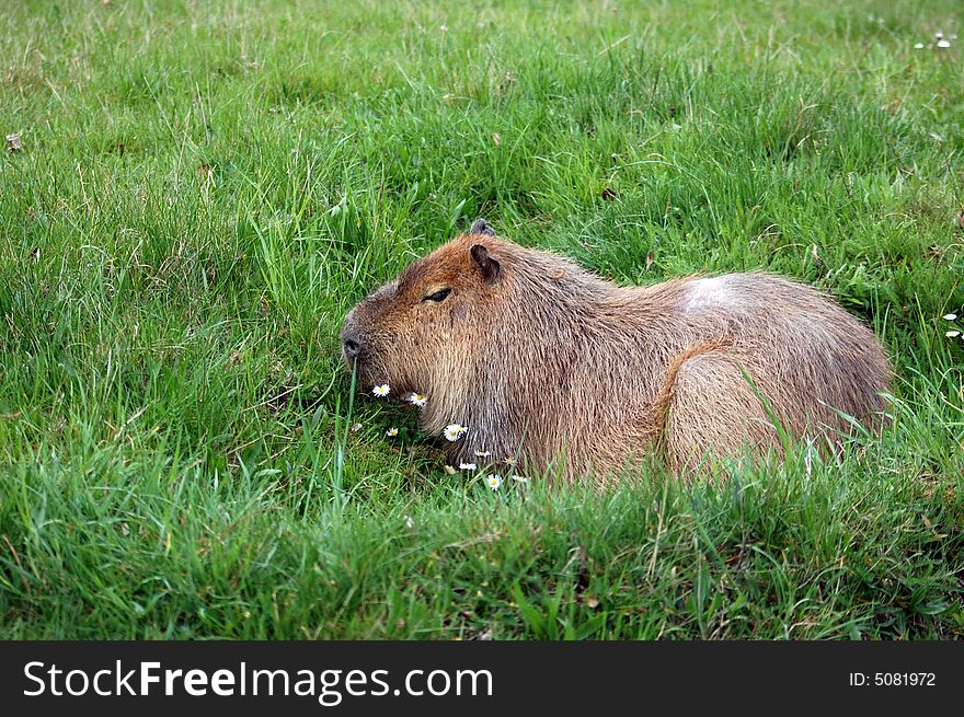Capibara, the biggest rodent on the world