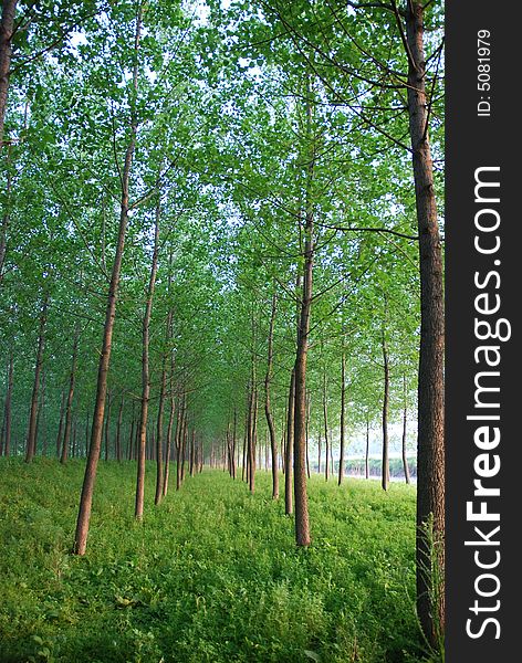 Fresh meadows and trees in early summer. Fresh meadows and trees in early summer