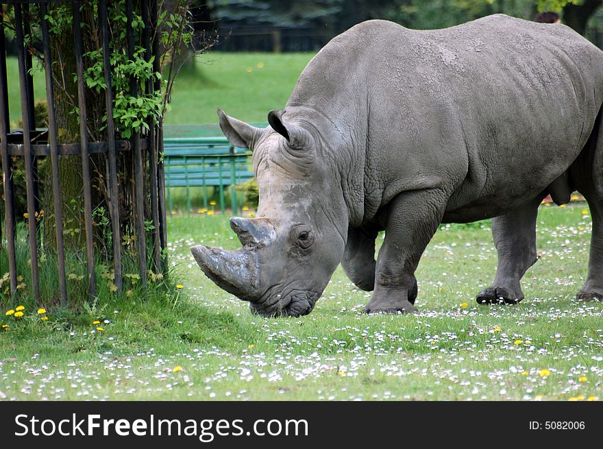 Big dangerous rhinoceros in zoo in Europe