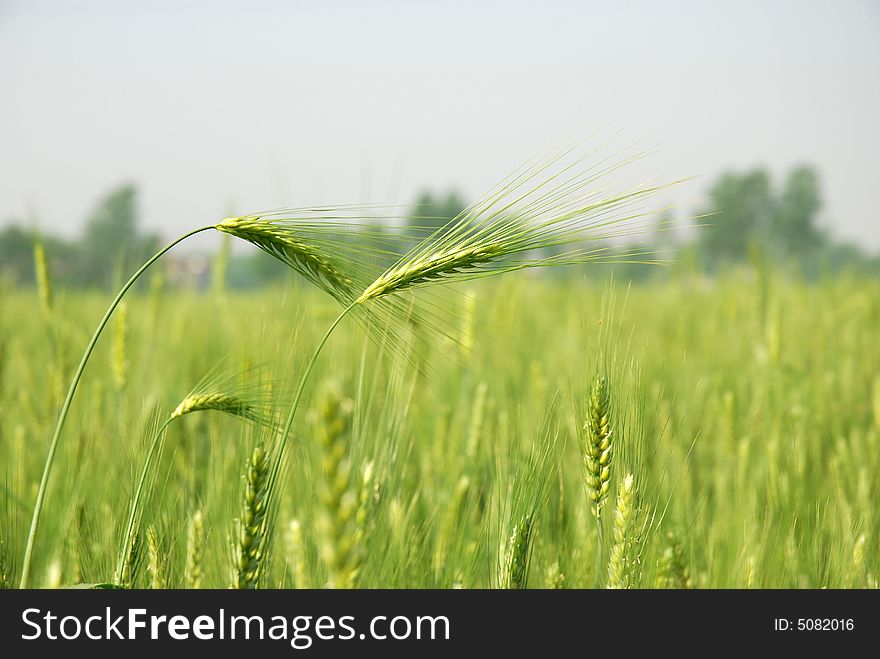 Two isolated wheat spikes in cornfield. Two isolated wheat spikes in cornfield