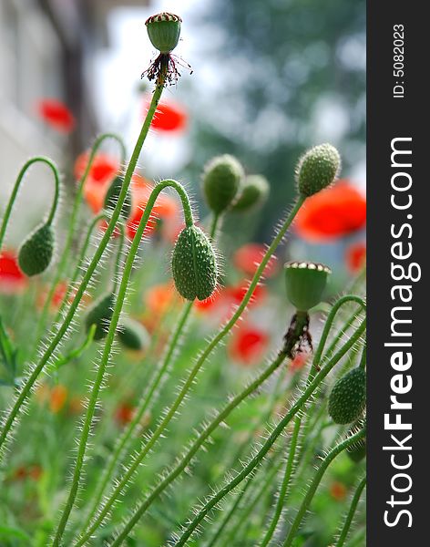 Poppy Flowers And Buds