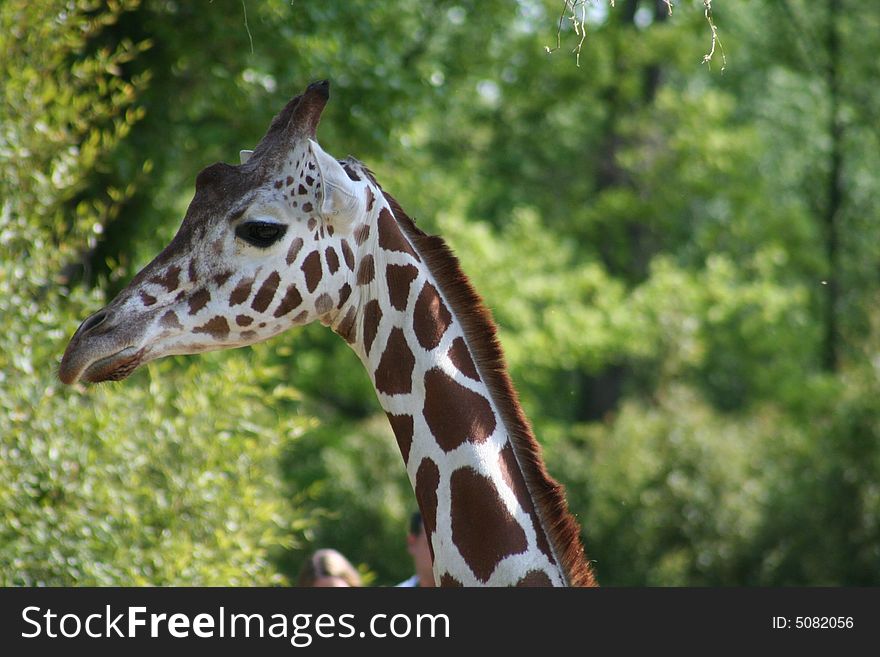 Beautiful looking head of giraffe