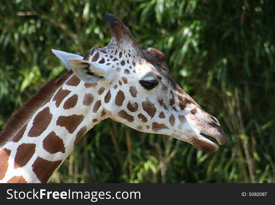 Beautiful looking head of giraffe