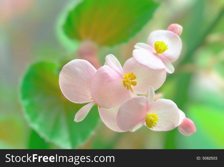 Pink Soft Flowers