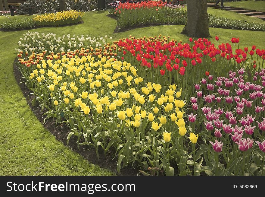 Flowery field of different kinds of flowers in Spring in the exhibition in Keukenhof