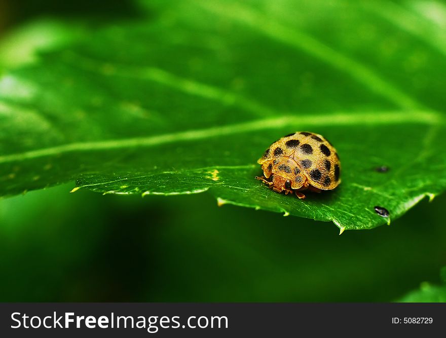 On a green leaf's Ladybug