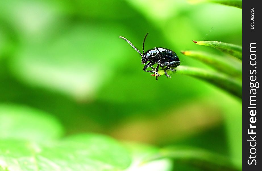 On a green leaf's Ladybug