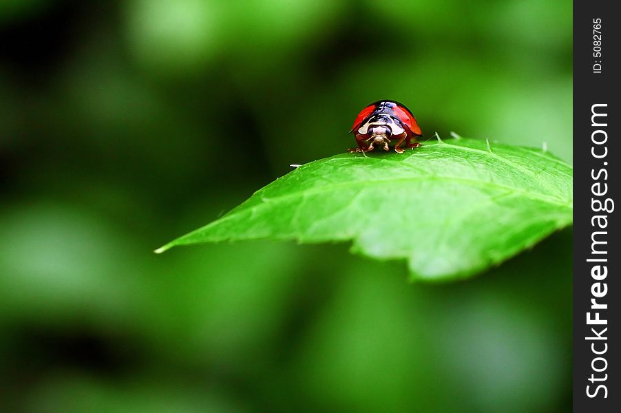 On a green leaf's Ladybug