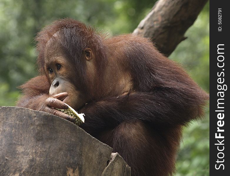 Orang Utan in Singapore Zoo, family of the famous Ah Meng. Orang Utan in Singapore Zoo, family of the famous Ah Meng.