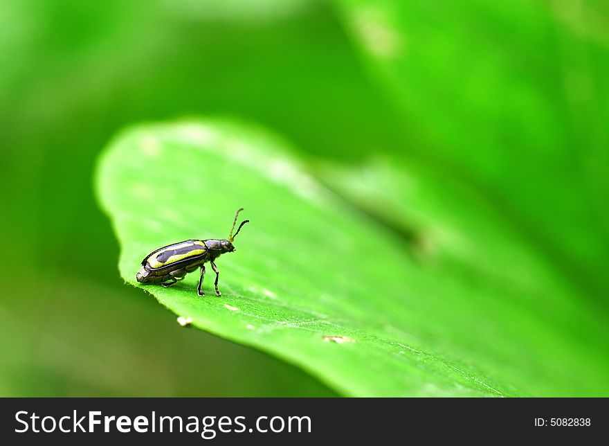 On a green leaf's Beetle