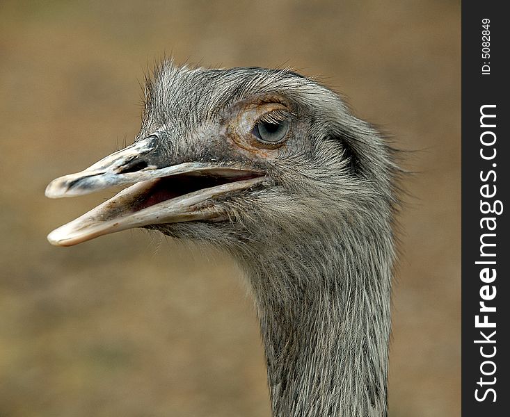 Emu in Bird Park, Singapore.