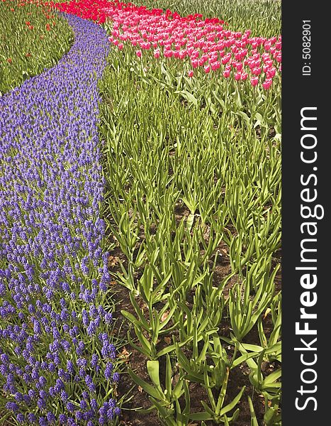 Flowery field of different kinds of flowers in Spring in the exhibition in Keukenhof