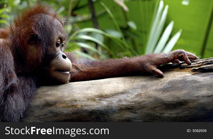 Baby ORang Utan in Singapore Zoo, family of the famous Ah Meng