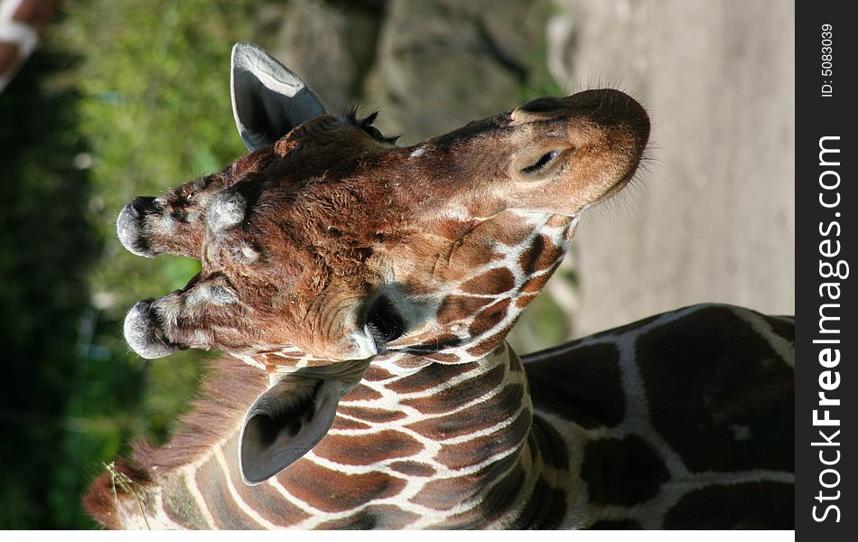 Beautiful looking head of giraffe