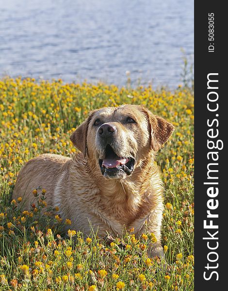 Labrador Retriever in the flower field. Labrador Retriever in the flower field
