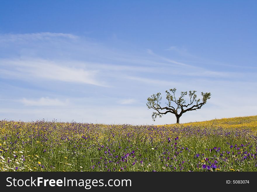 Beautiful spring landscape - lonely tree on the top of a hill with grassland and oats.